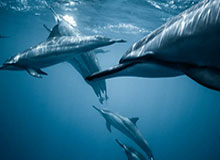 郑钦文止步WTA1000马德里网球公开赛单打次轮